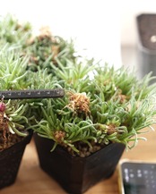抜き苗 フィロボルス レスルゲンス XL大株 Phyllobolus resurgens