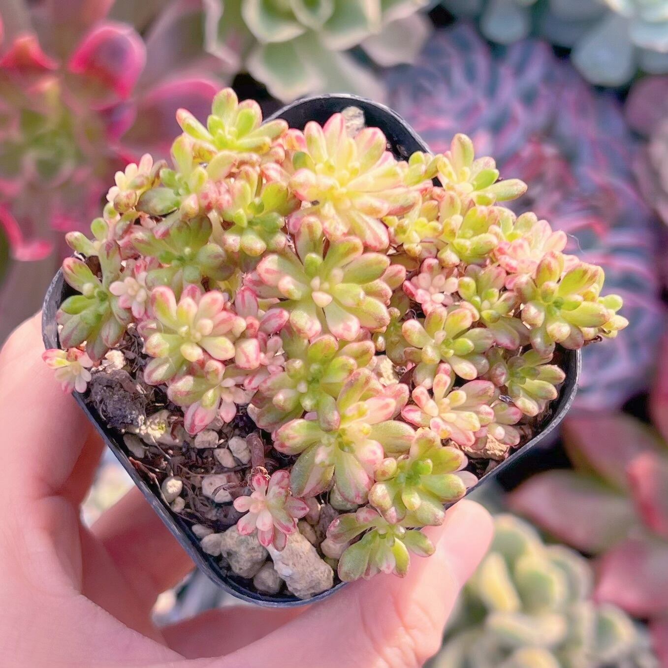 現品　小人祭り錦#841    群生   るる農園