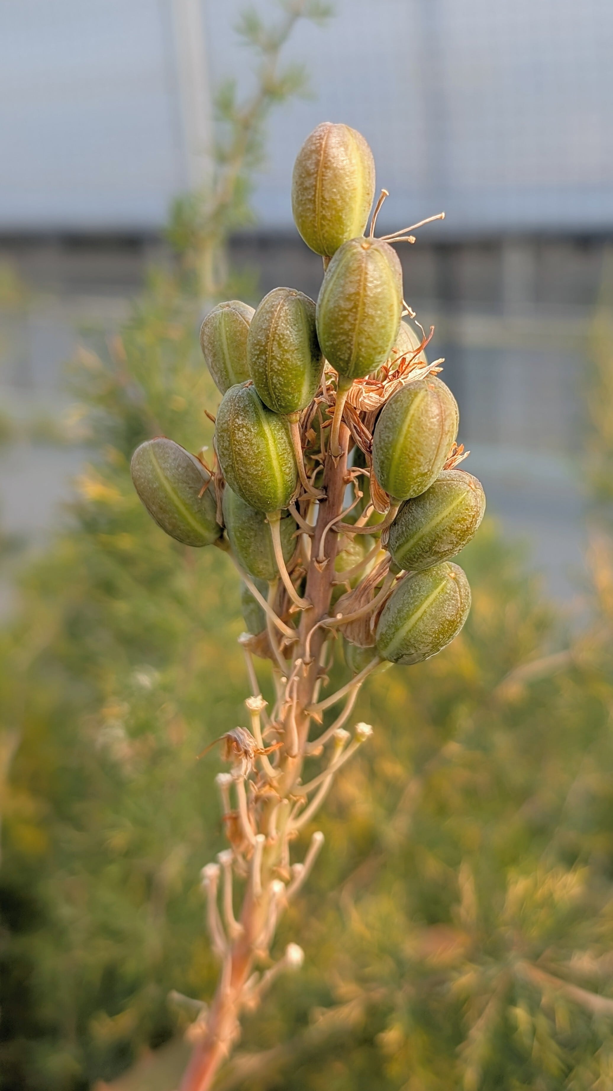 種子(大容量お得パック)/50粒】Aloe varimaculata (Leba Pass, Angola