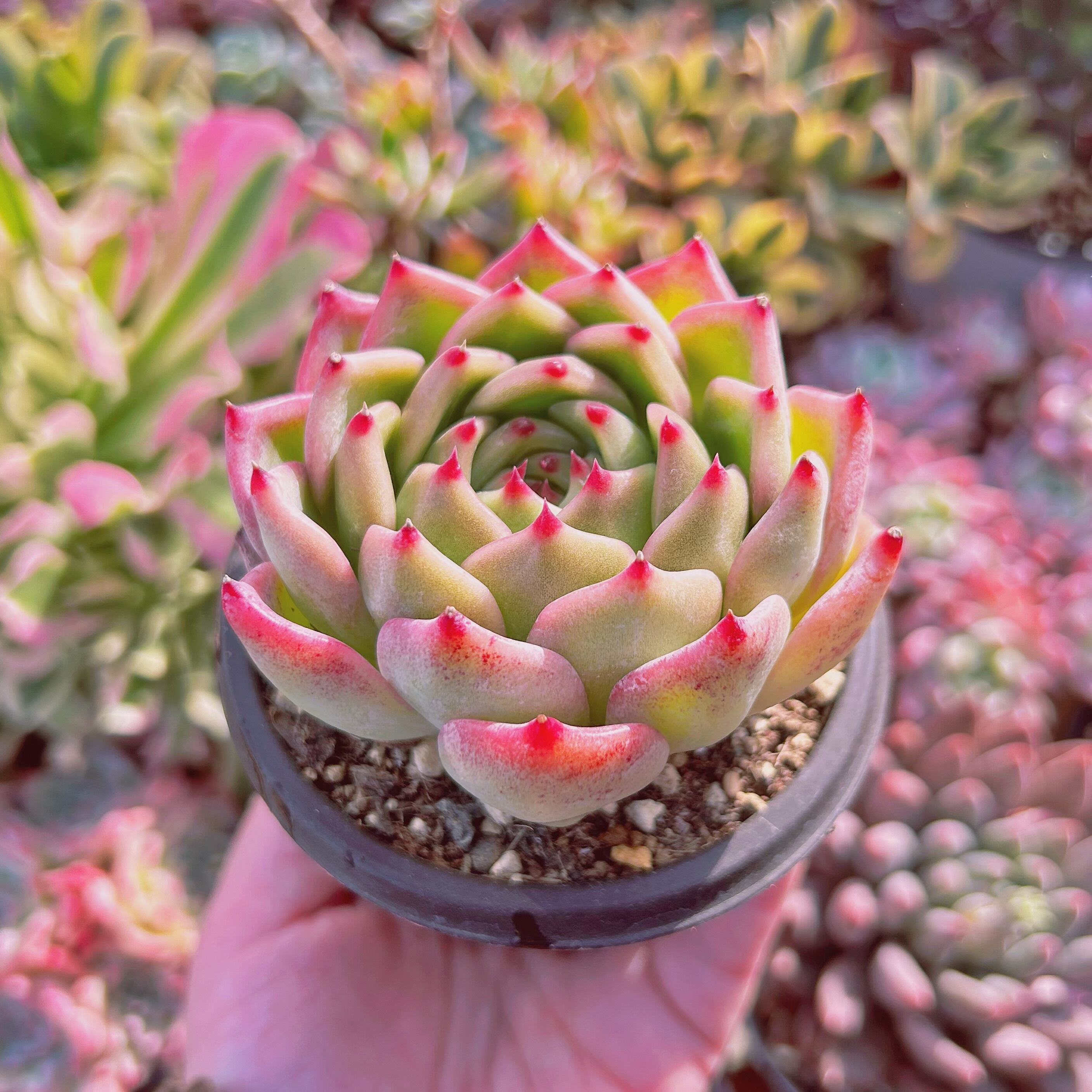 Top【選抜株】多肉植物　361694ミルク ドラゴン　20個　鉢無し/脱土 現物 多肉植物 ホワイトドラゴン 大 抜き苗 | るる農園~多肉植物専門