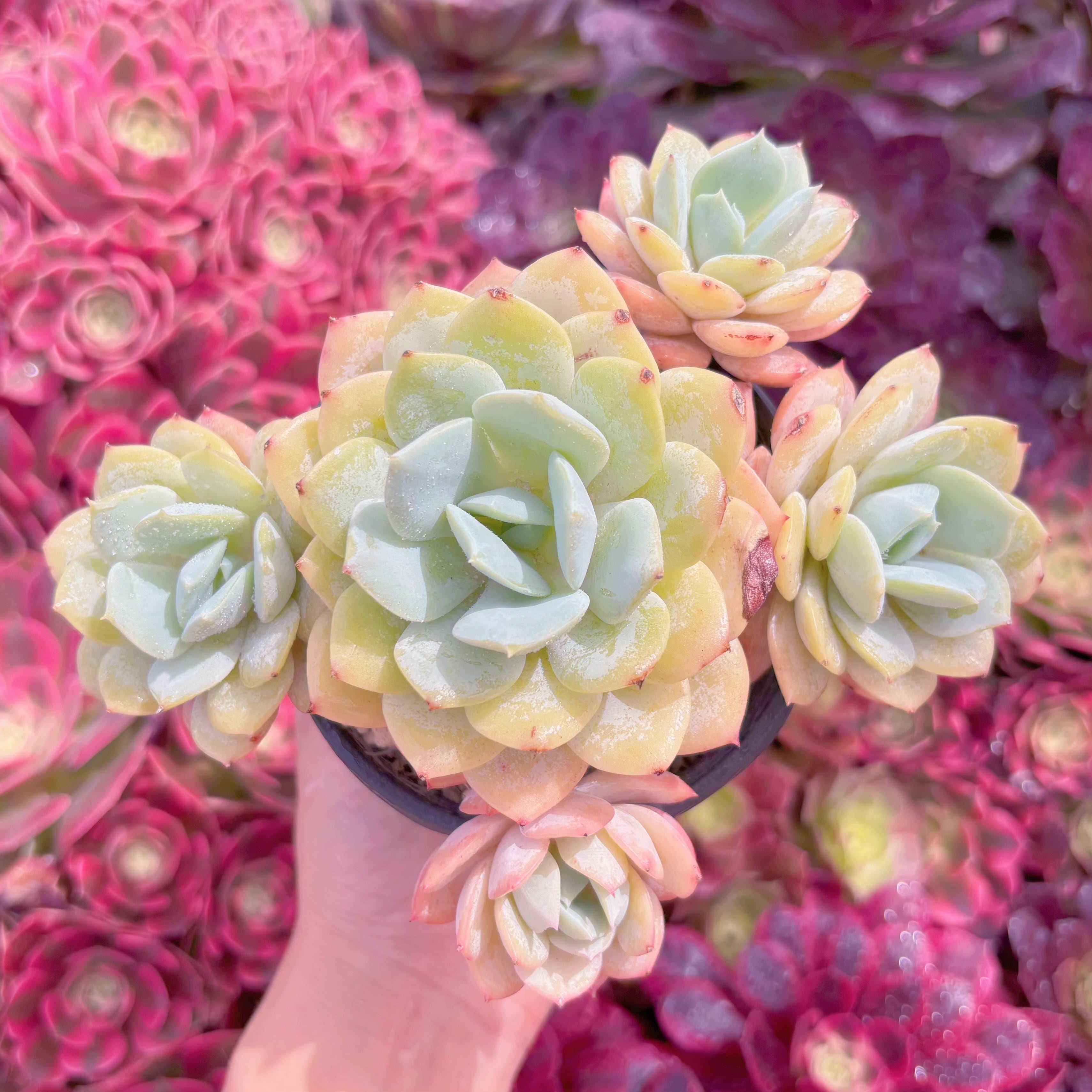 現品　冷香#K575　大群生　るる農園