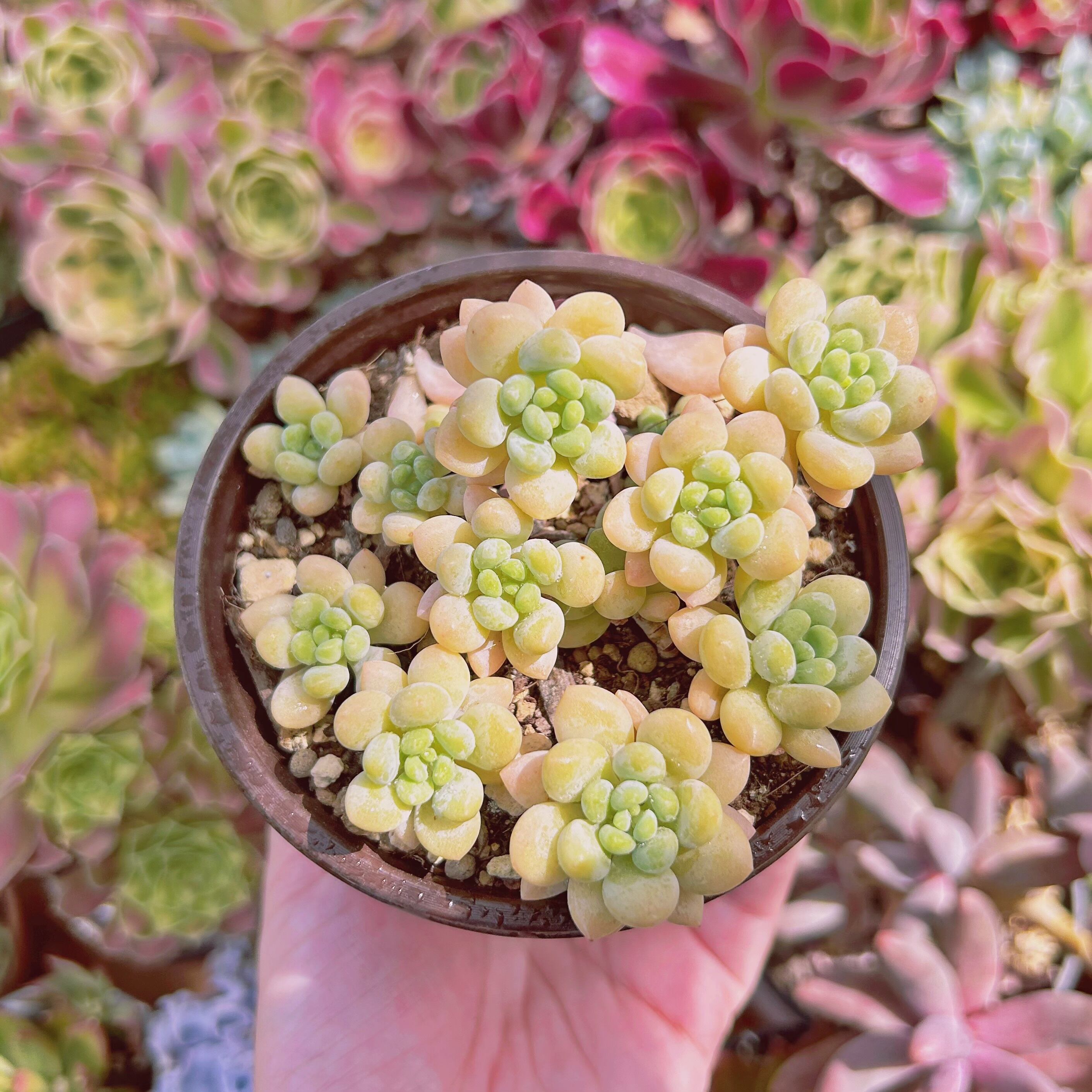 #737現物　多肉植物　ストロベリーミルク　抜き苗