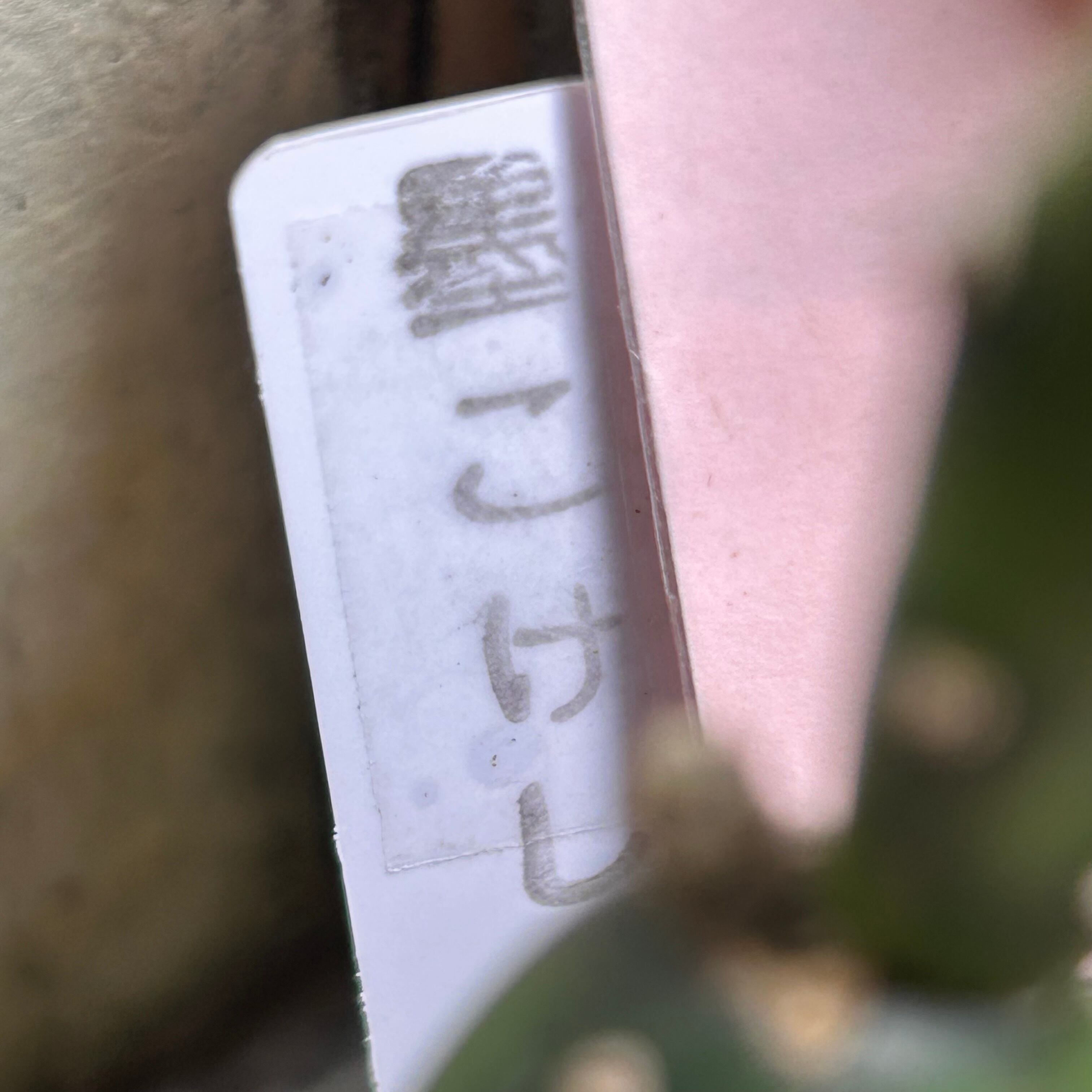 T)墨こけし | RuPo 多肉植物専門店