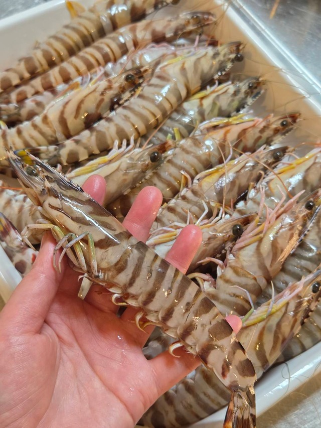 【本日出荷限定】愛知県産 ヤリイカ新子｜本日解禁・初競り！1㎏～