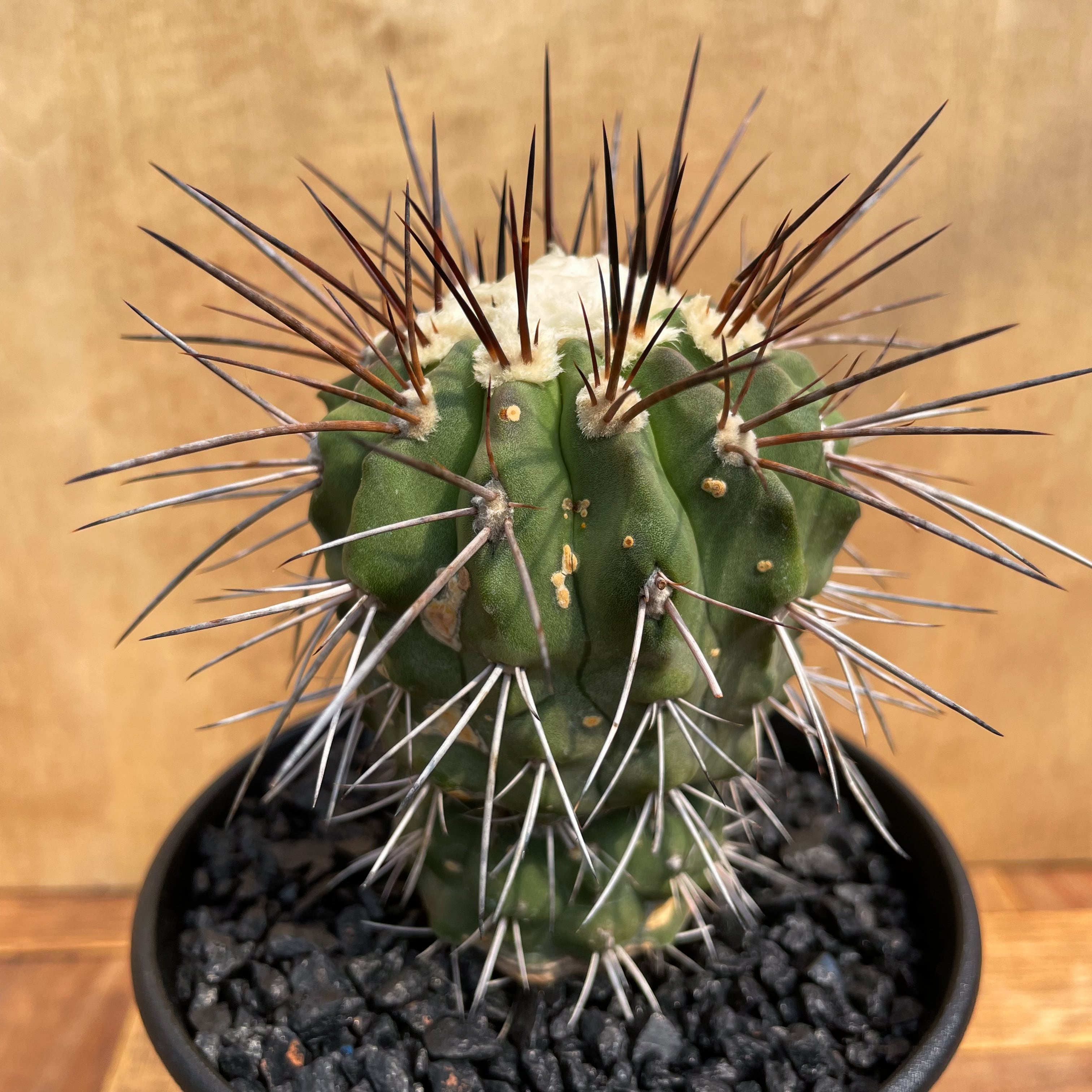 Copiapoa carrizalensis【コピアポア・黒閃玉・実生】 | RIMO'S GREEN