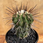 Copiapoa carrizalensis【コピアポア・黒閃玉・実生】