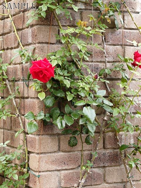 薔薇　胡蝶　TIFF