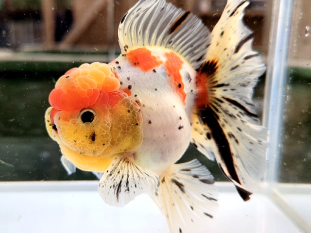 金魚 | らん弐ちゃんファーム