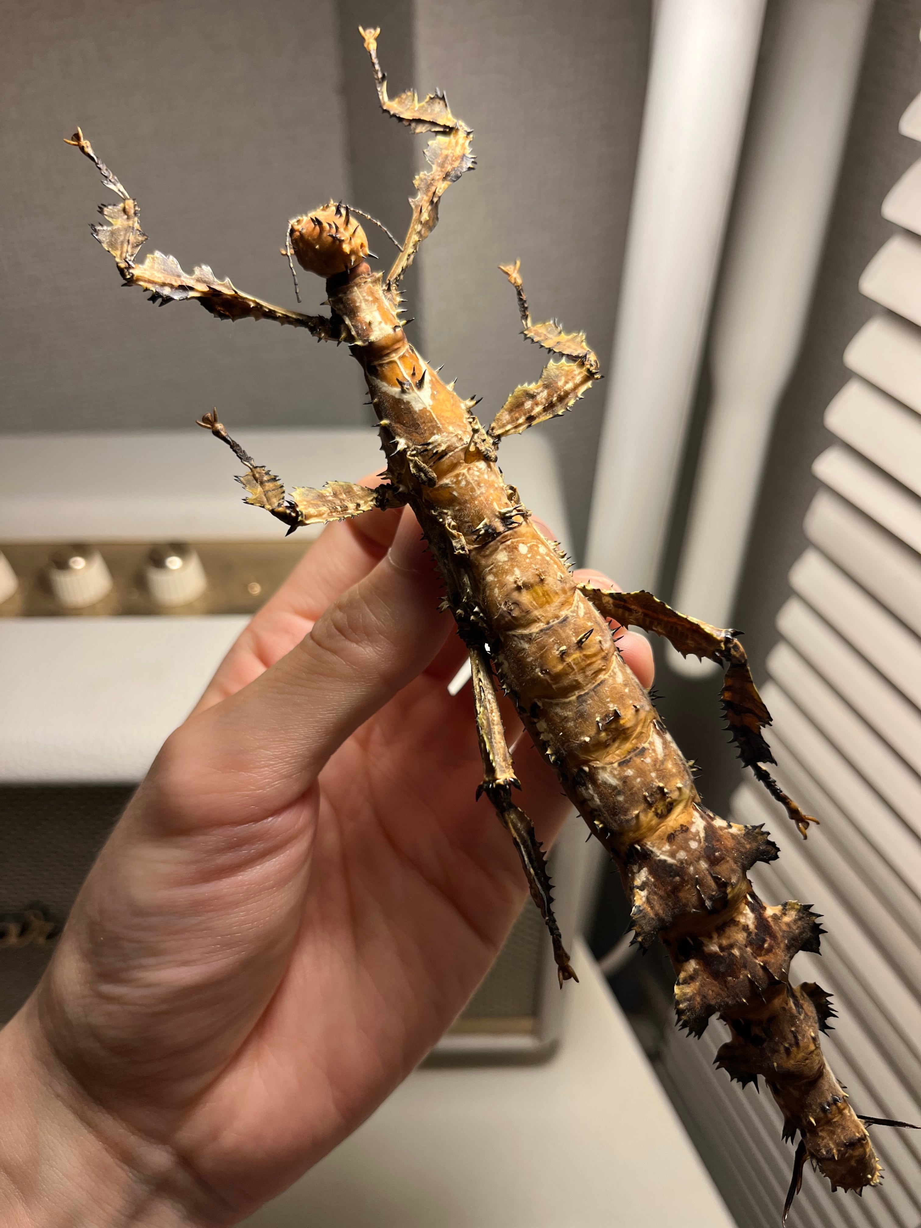 極BIG】ユウレイヒレアシナナフシの昆虫標本 Extatosoma popa