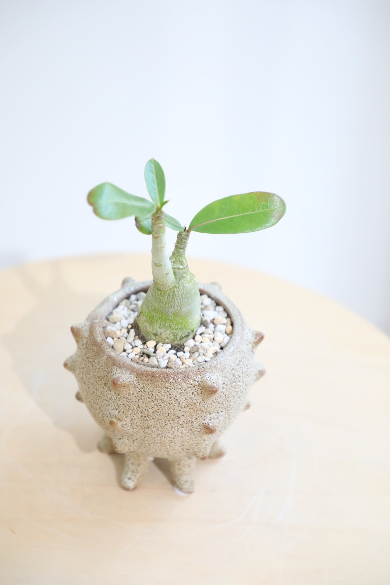 S】アデニウム アラビカム/Adenium arabicum | 【厳選植物・器】MIDORI