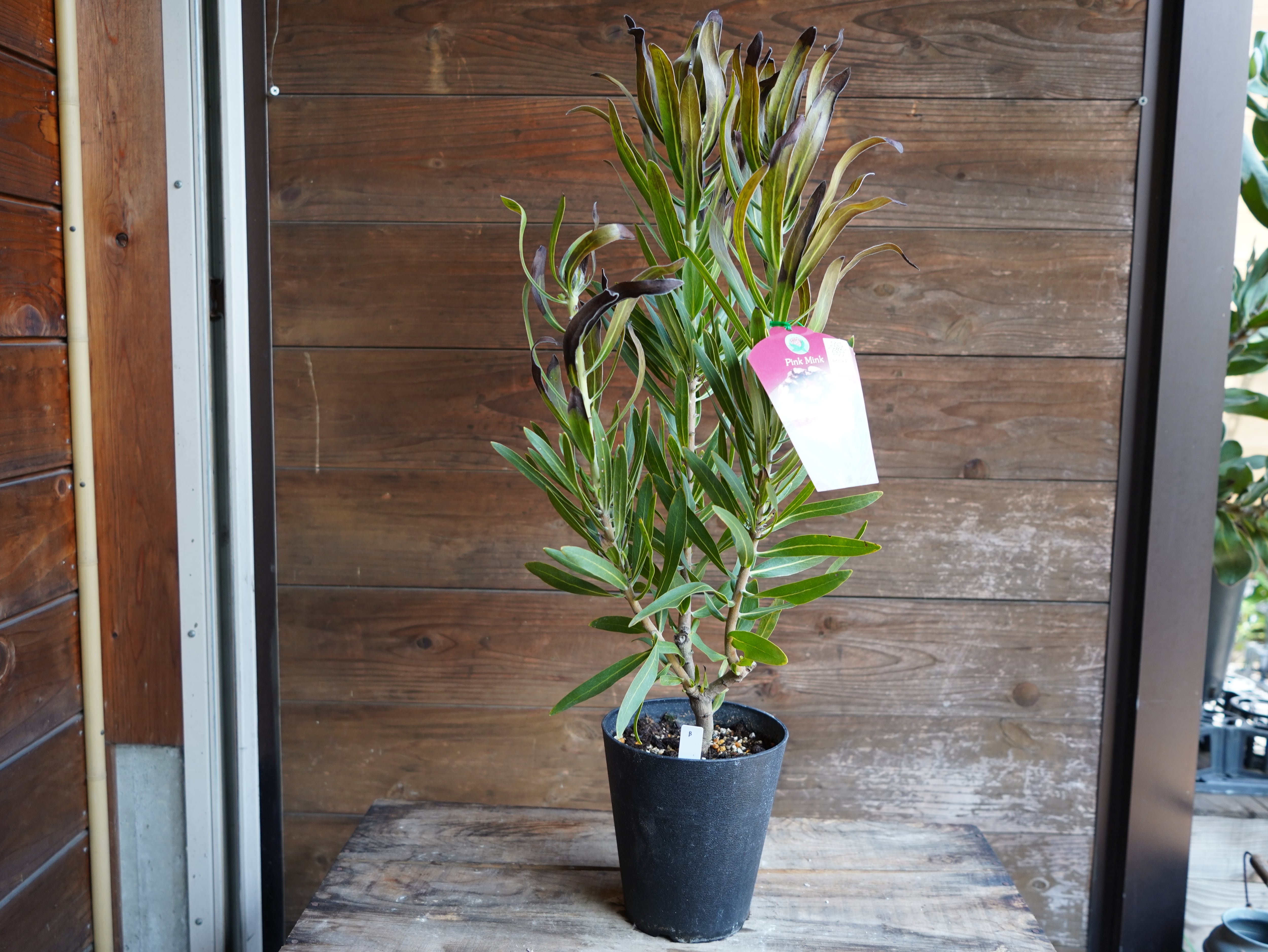 【現物】プロテア "ピンクミンク" B 3F ※葉先痛みあり