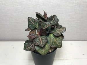 ユーフォルビア フランコイシー