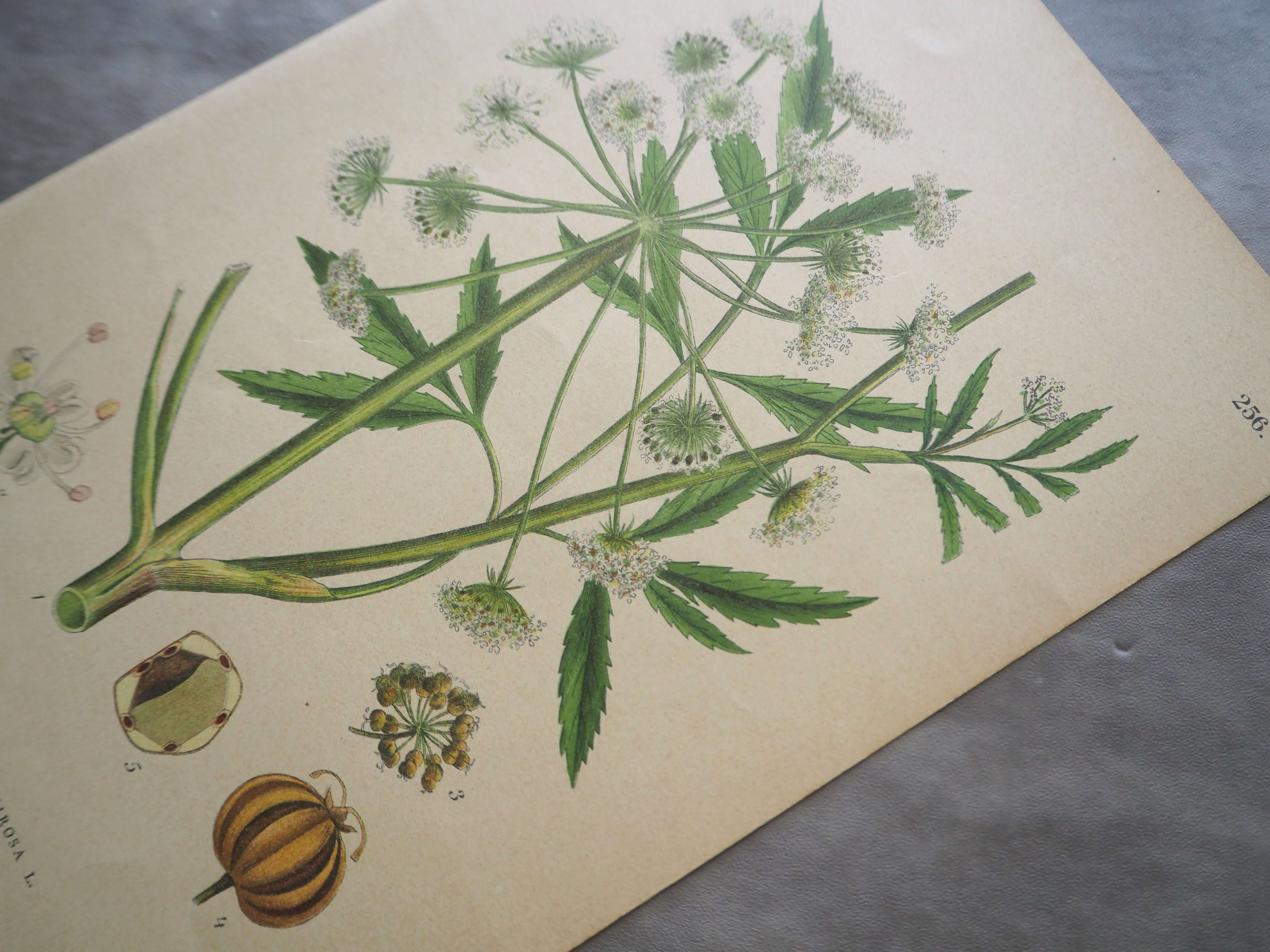 スウェーデン 北欧の植物図鑑 Sprängört Cicuta virosa ドクゼリ 版画