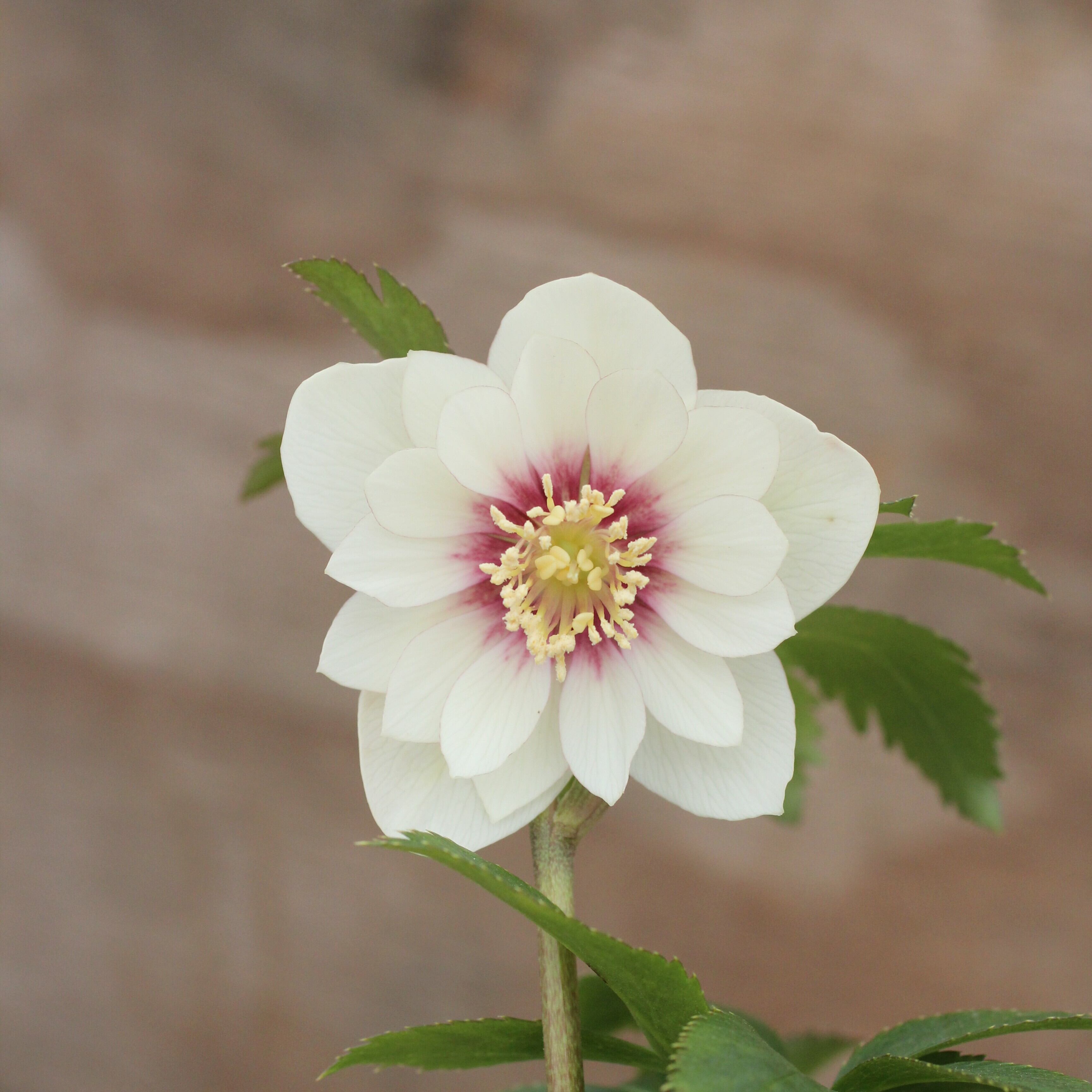 WS26-046 クリスマスローズ ウィンターシンフォニー 静ダブル