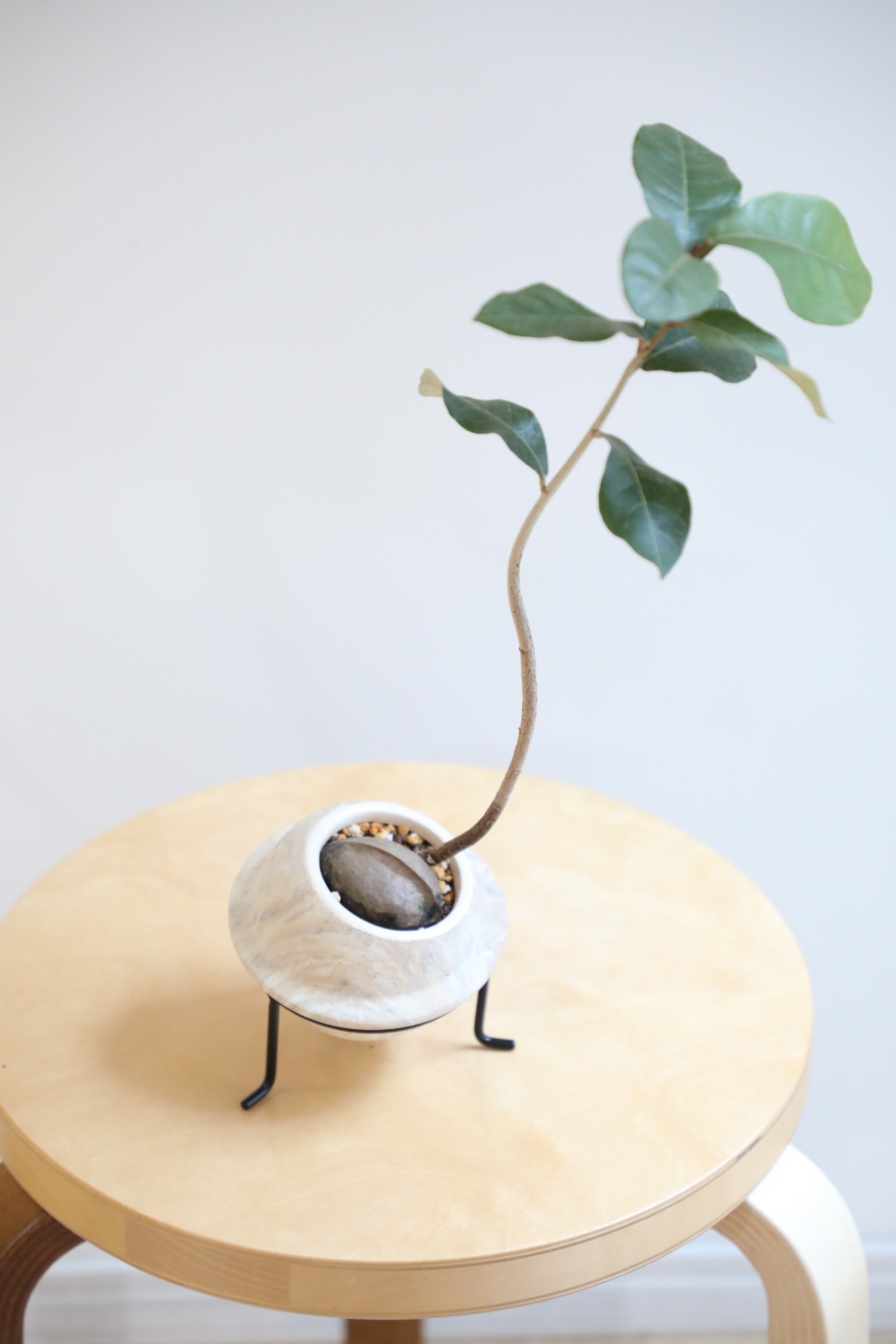 【S】サキシマスオウノキ/Heritiera littoralis