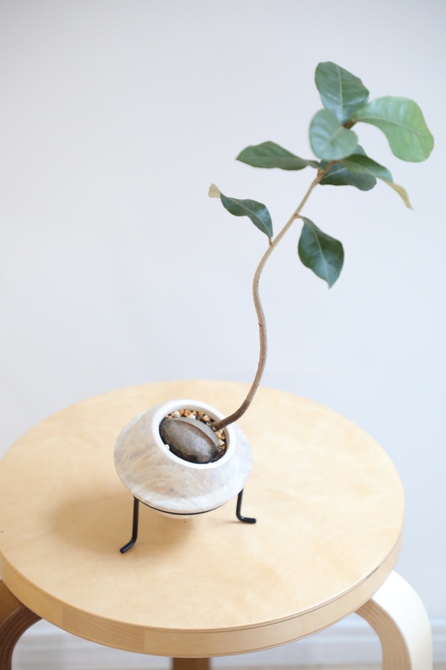 【S】サキシマスオウノキ/Heritiera littoralis