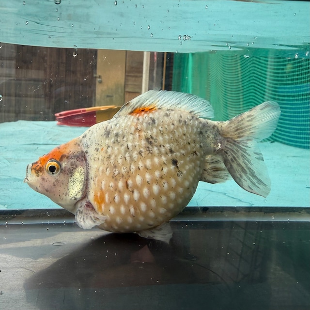 【国産 金魚】ピンポンパール（11~12cm前後/オス/キャリコ柄/SAKURAさらさ2023年産)
