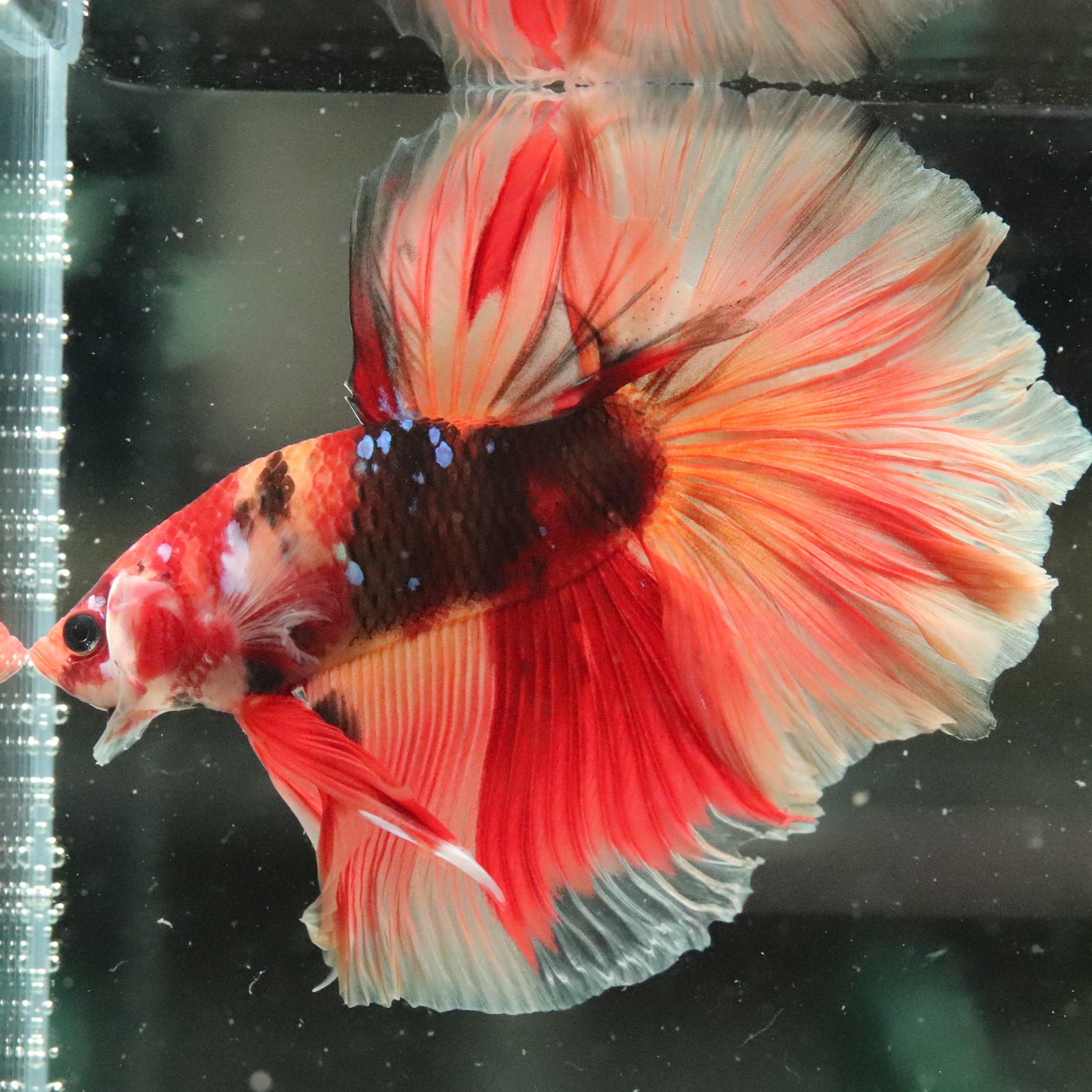 熱帯魚 Healing] Maezono Masashi learns to raise tropical fish for the