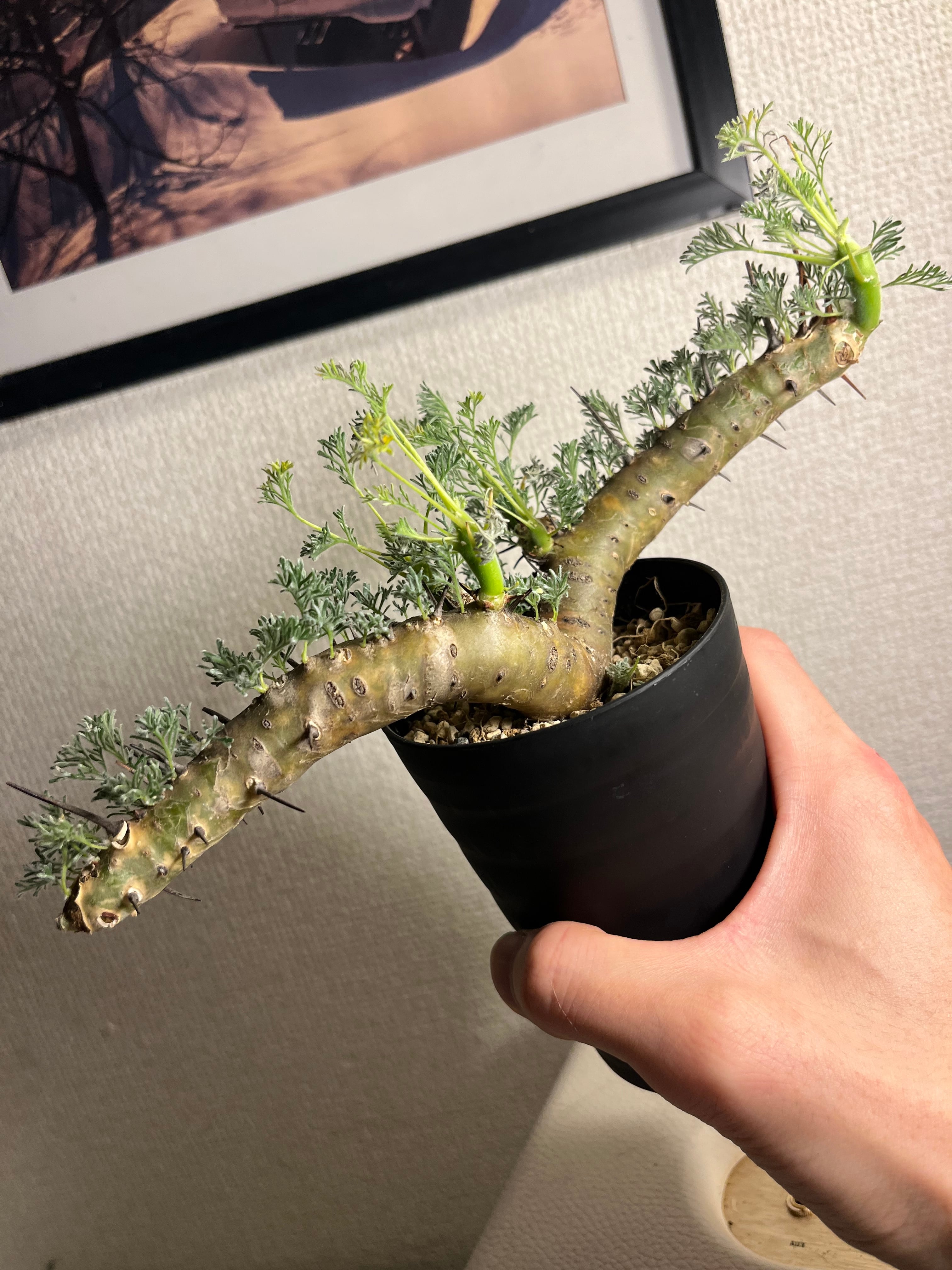 背の高い樹形が珍しいモンソニア クラシカウレコミフォラ ケラリア