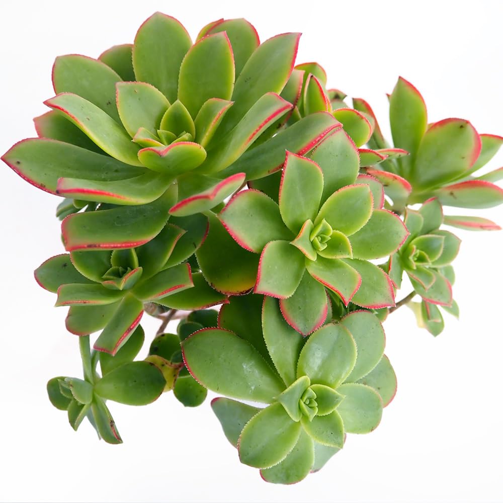 新入荷 多肉植物 キラキラ ドロサンテマム ルビー錦 小苗 抜き苗 1株