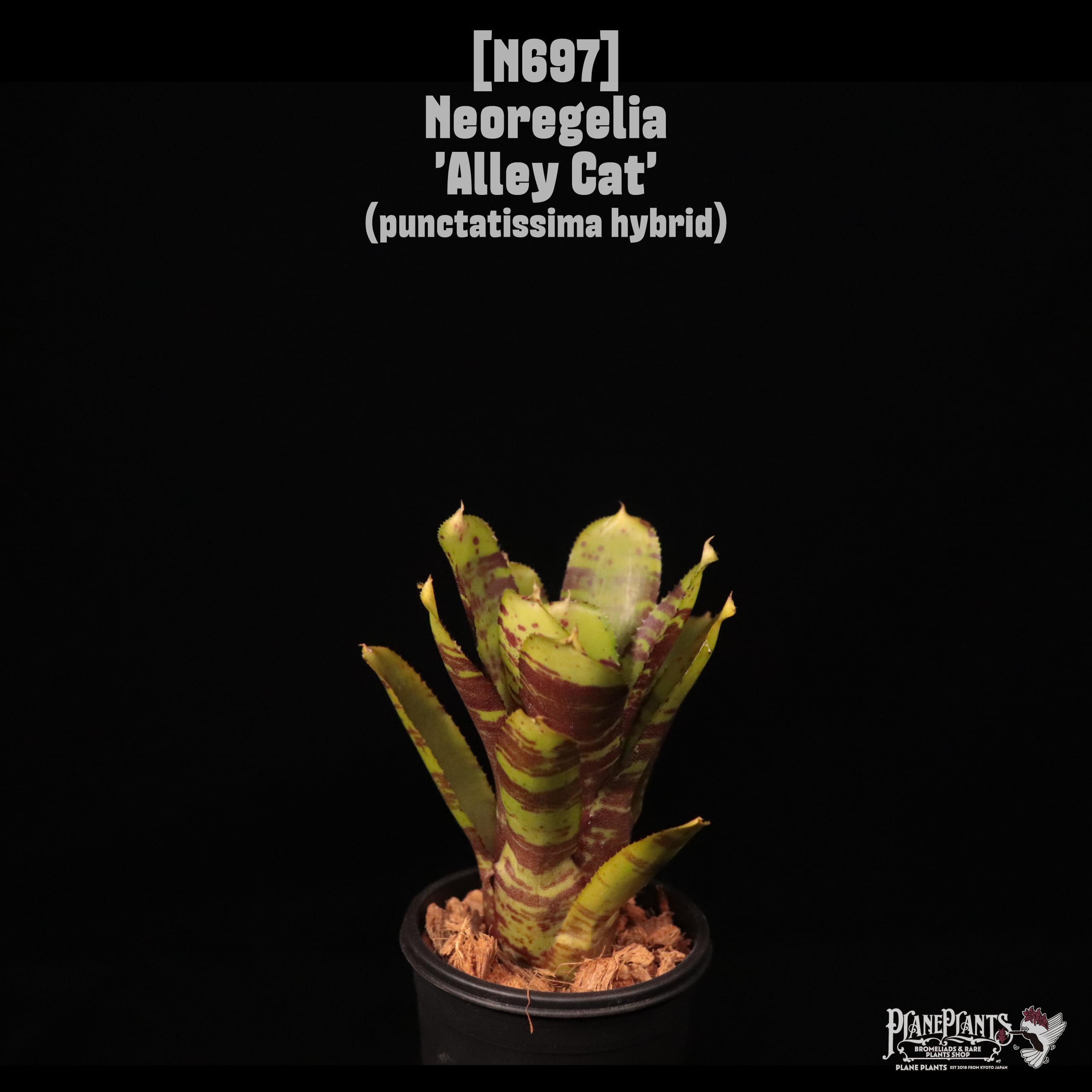 Neoregelia 'Alley Cat'〔ネオレゲリア〕N697