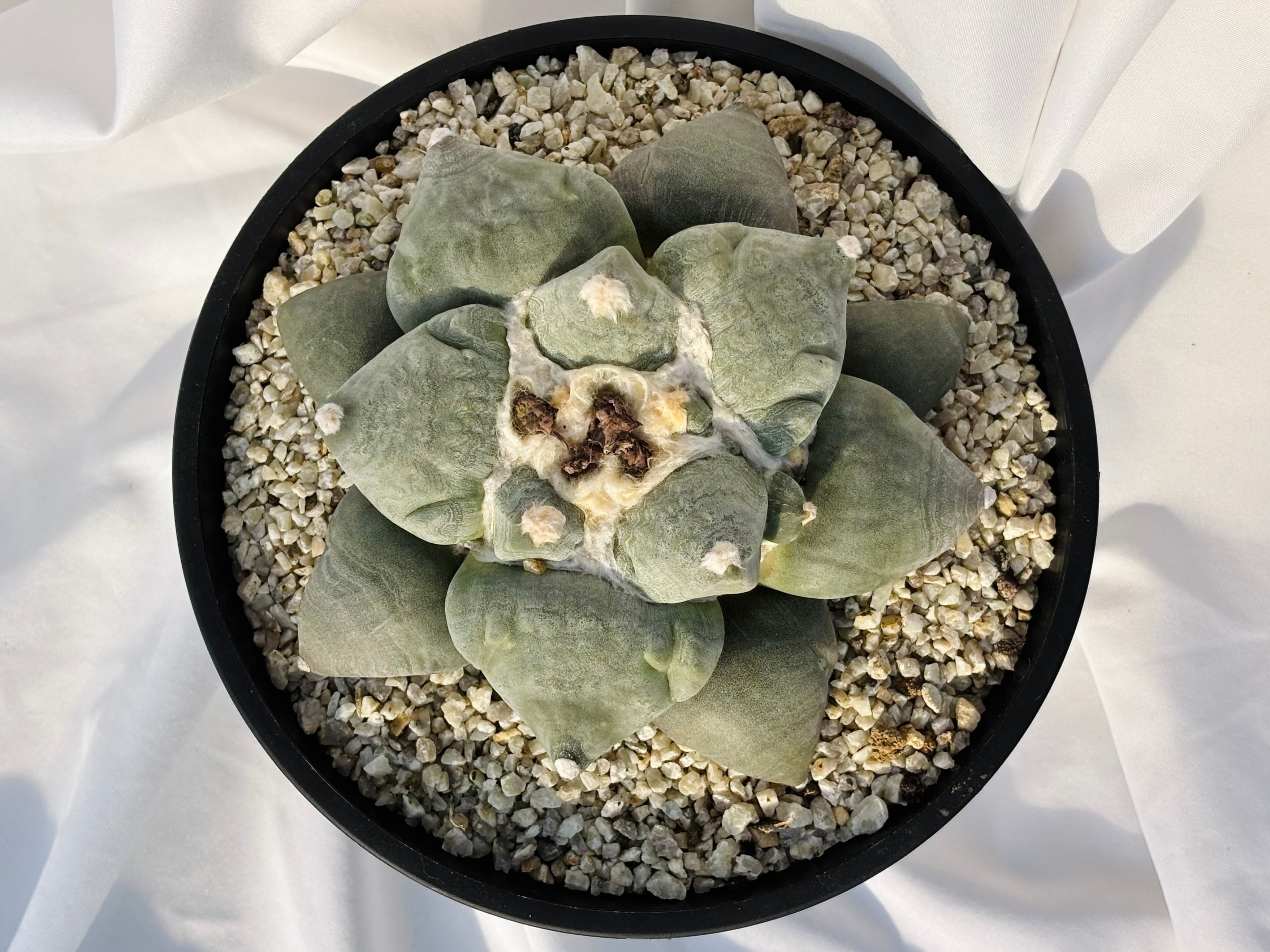 Ariocarpus furfuraceus f. アリオカルプス 大蓮葵×大疣青磁牡丹