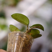 Hoya carnosa Nova Ghost / ホヤ カルノーサ ノバ ゴースト⑤│観葉植物