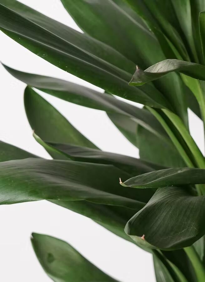 観葉植物 ドラセナ グローカル 10号 | CAgarden