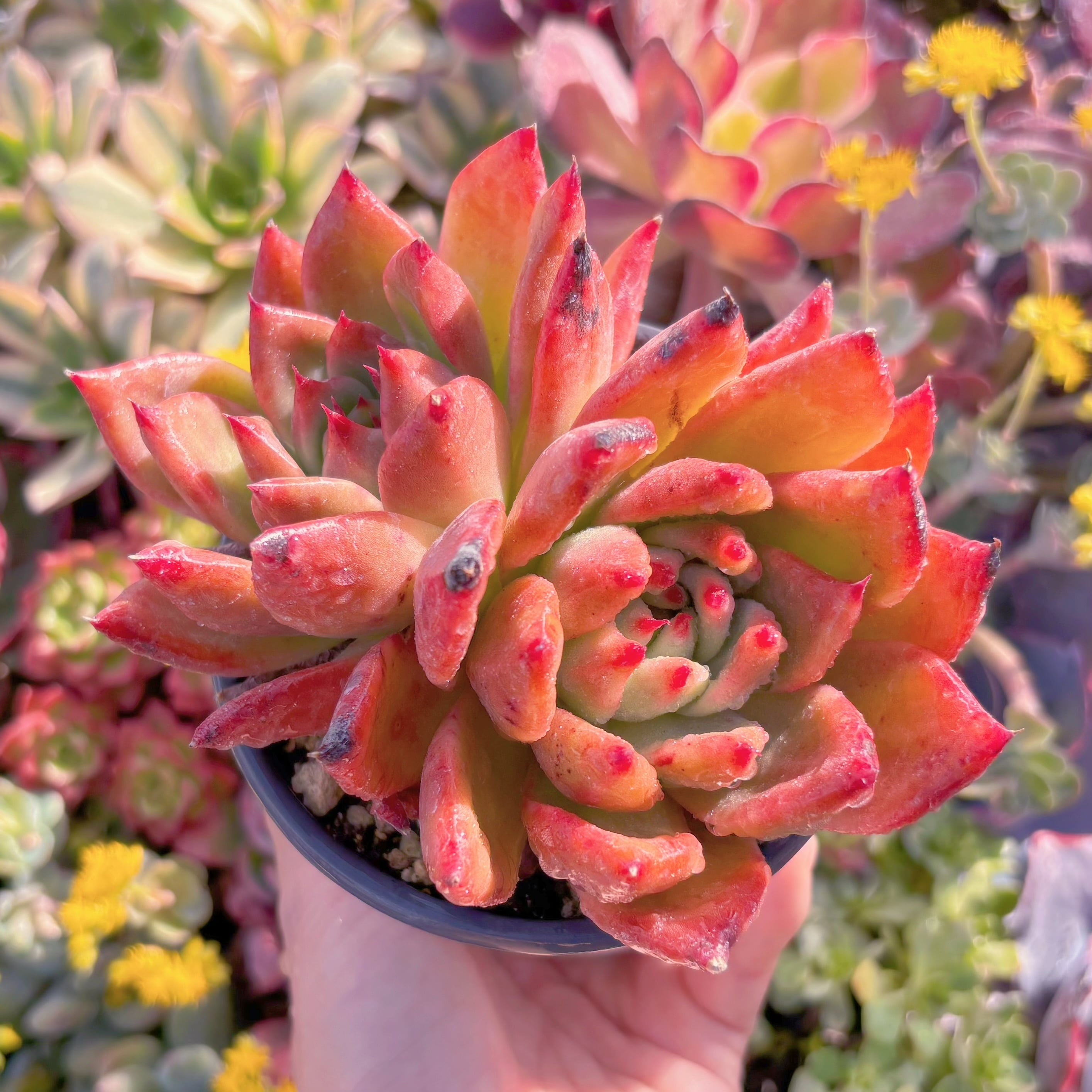 現品　アメストロー#C24　群生　るる農園