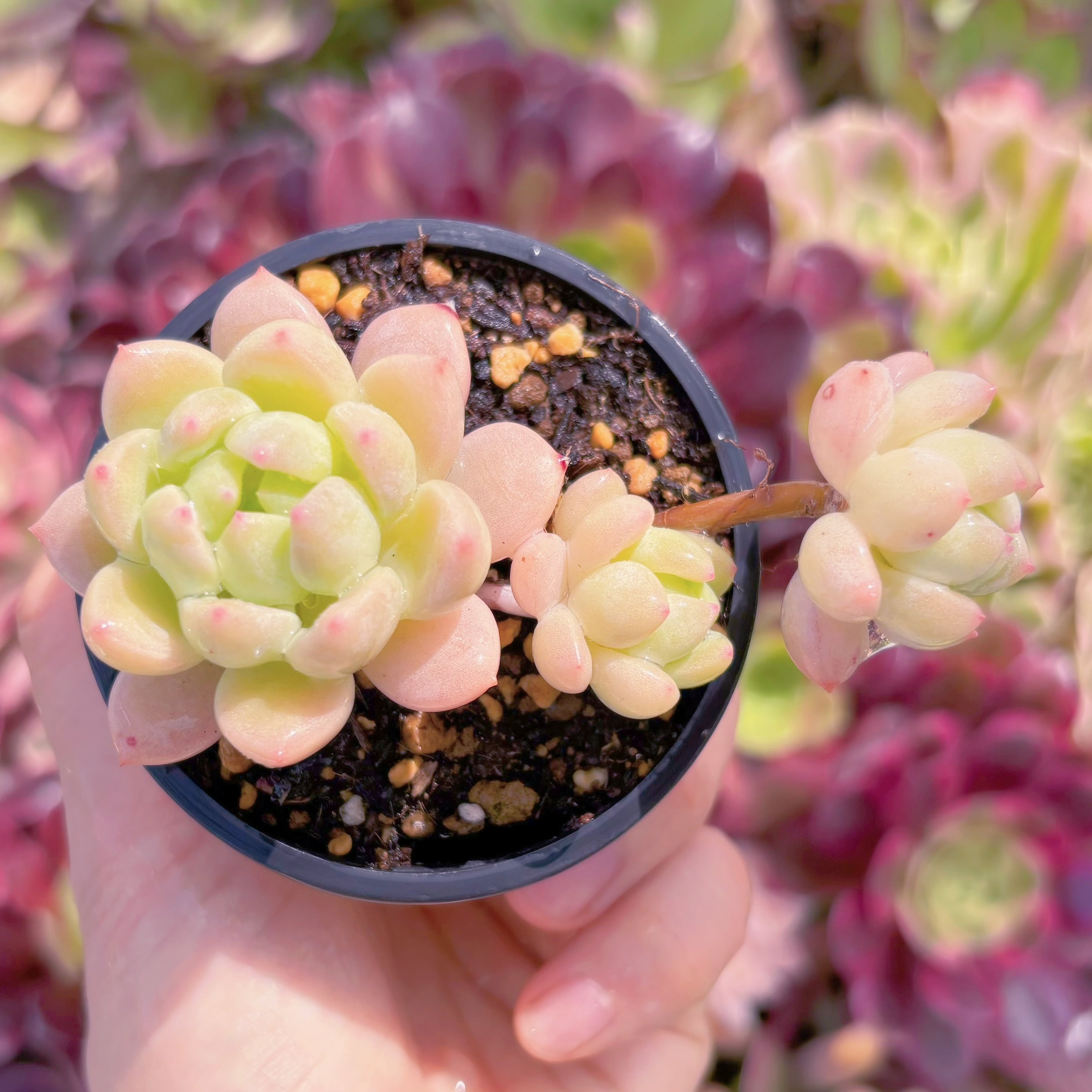 現品　千本桜#1146　るる農園