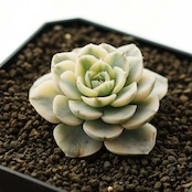 カット苗 マカベアナ錦 子苗 Echeveria 'Makevenia Variegated'