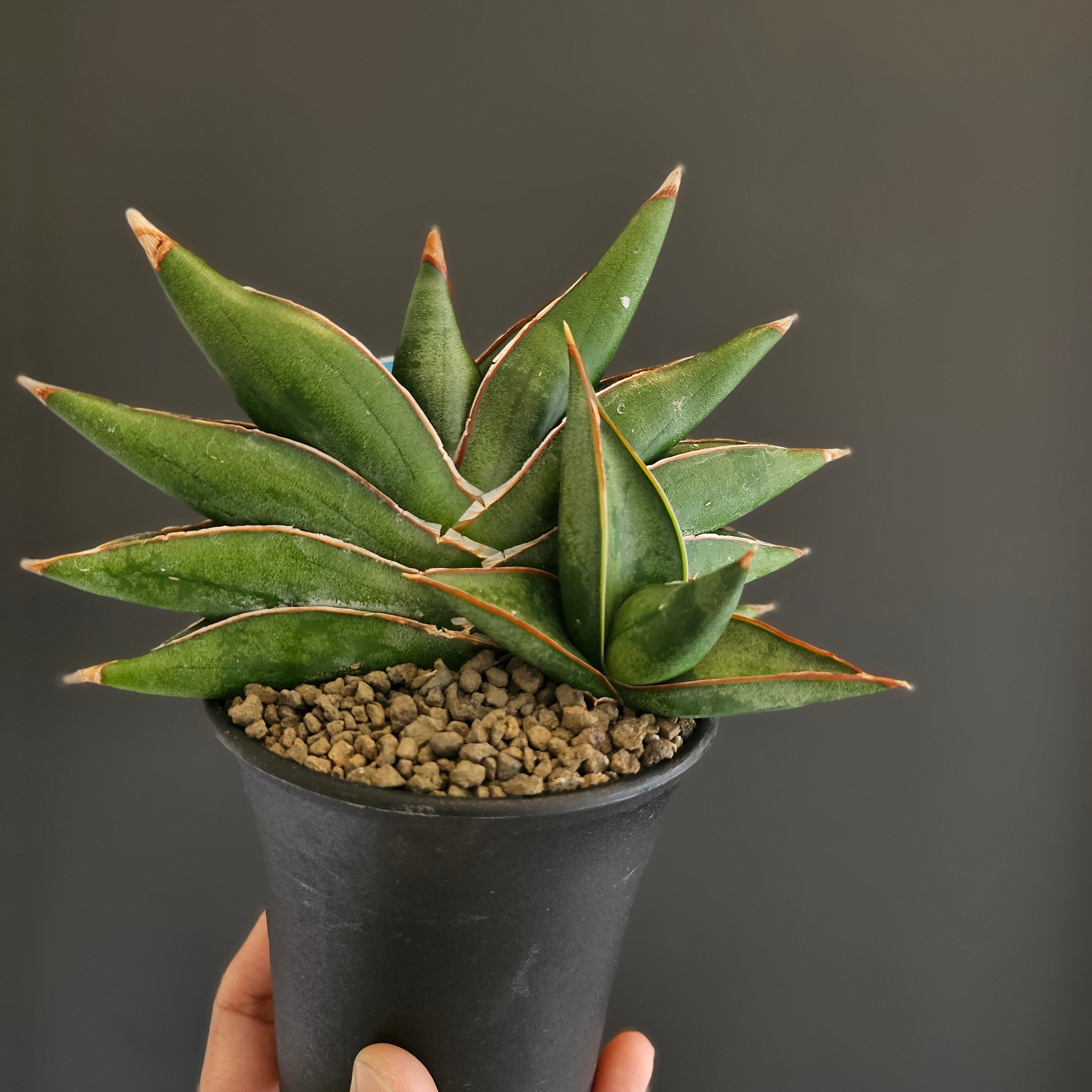 Sansevieria sawasdee サンスベリア サワディー | Plants Baka