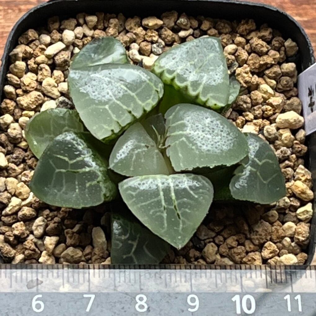 ハオルチア 月光女神(微発根）⑦ | mocono_plants