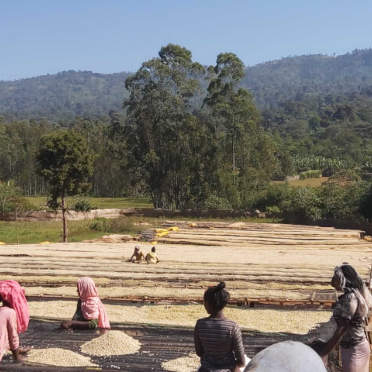 エチオピア イルガチェフ ウォルカ農協 中浅煎り 150g