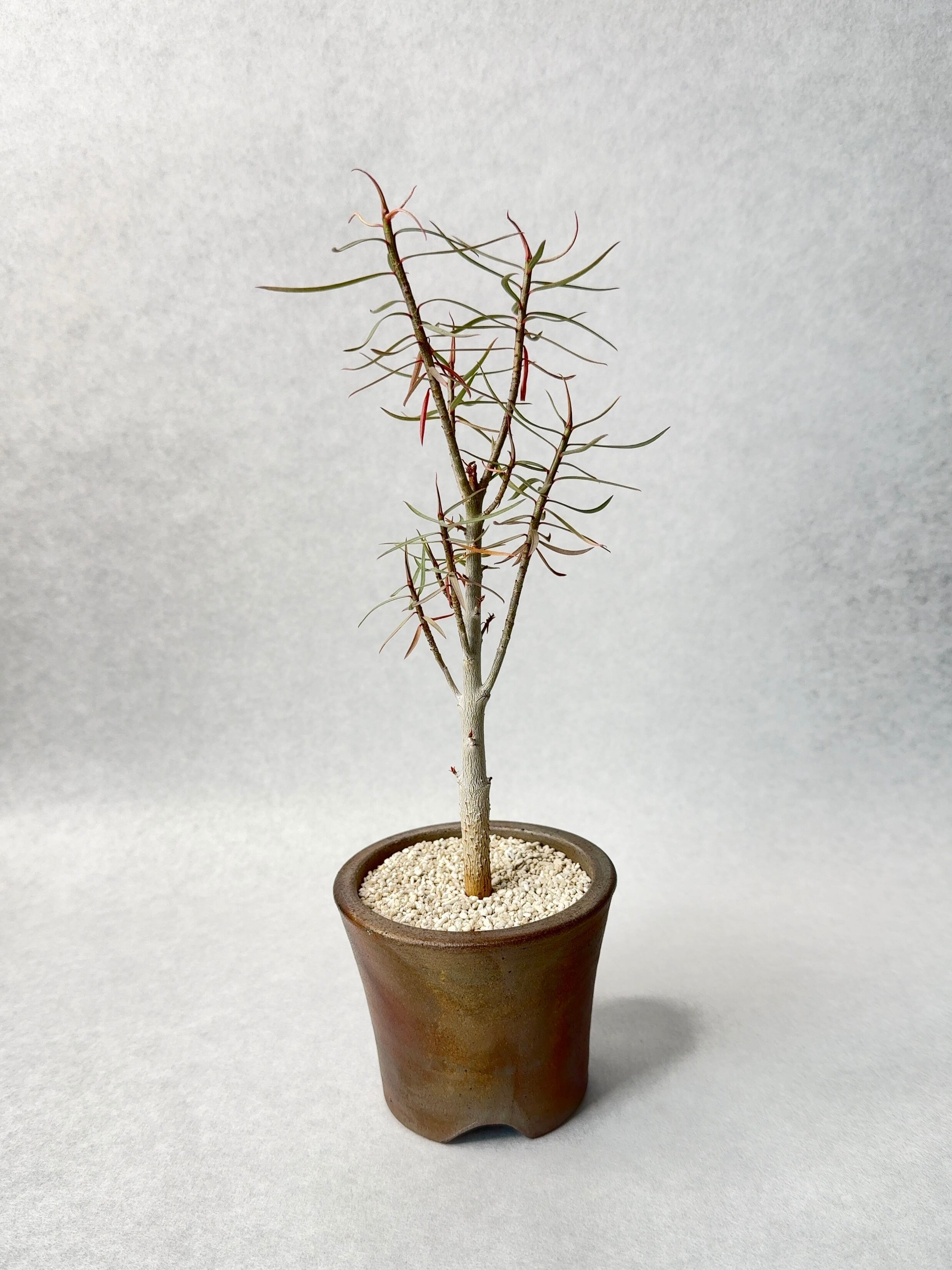 ユーフォルビア・バルサミフェラ | trigger