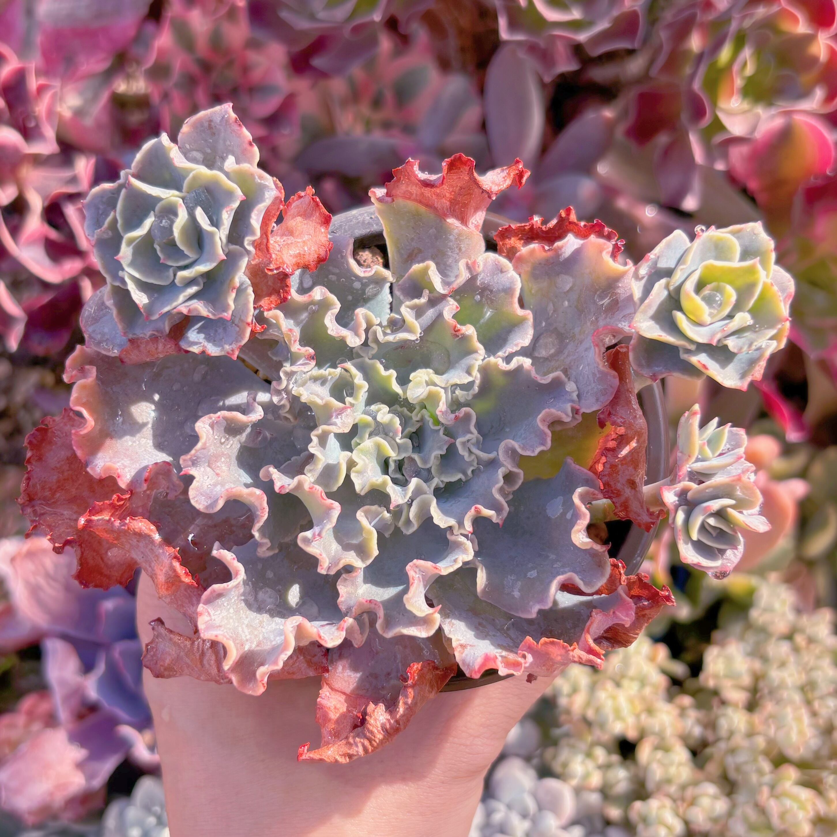 現品　Blue Curls#067   るる農園