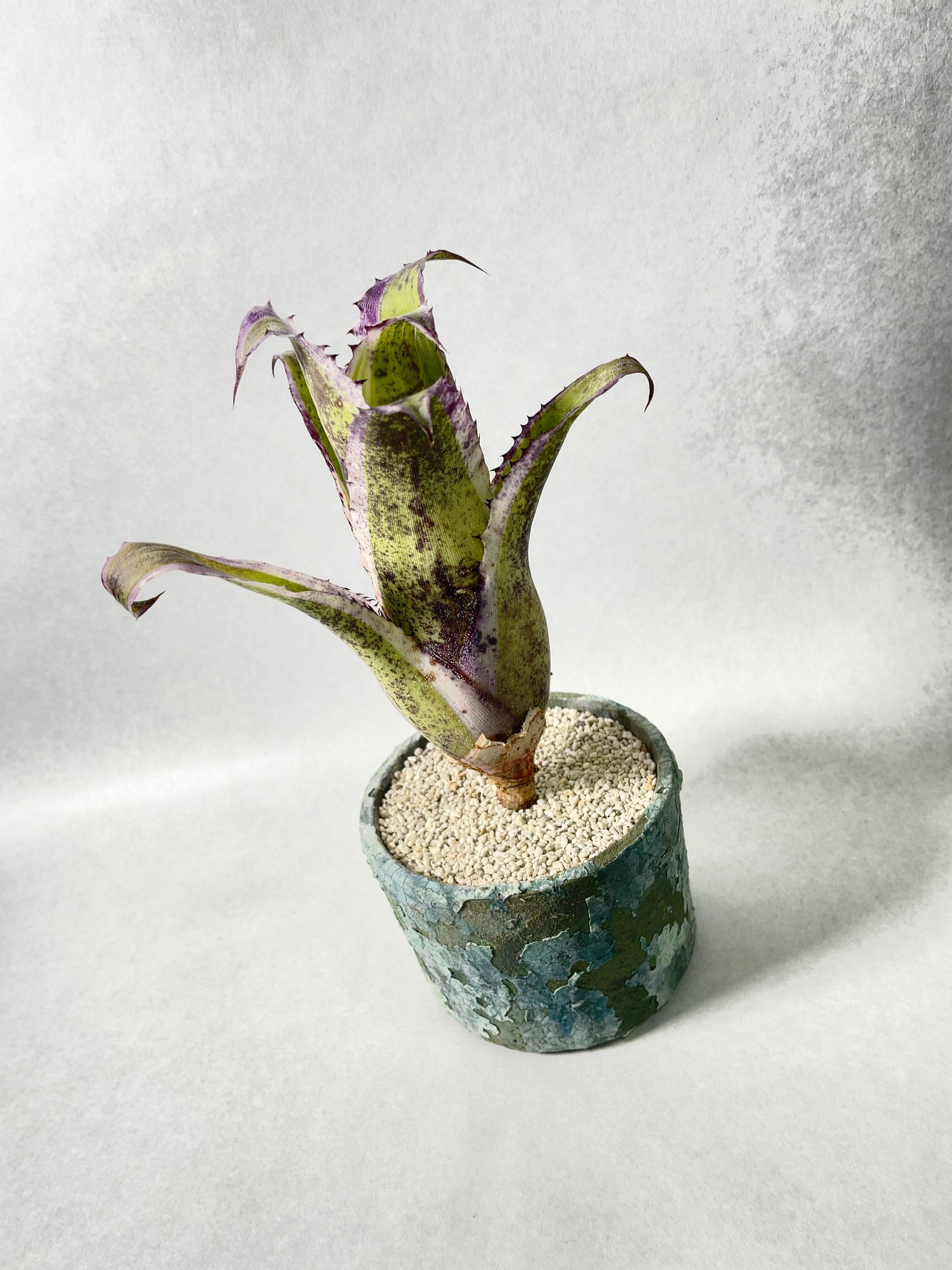 ホヘンベルギア　カーラ　大株　美株 f00ad1f5c072a29ae10f9c6512765c