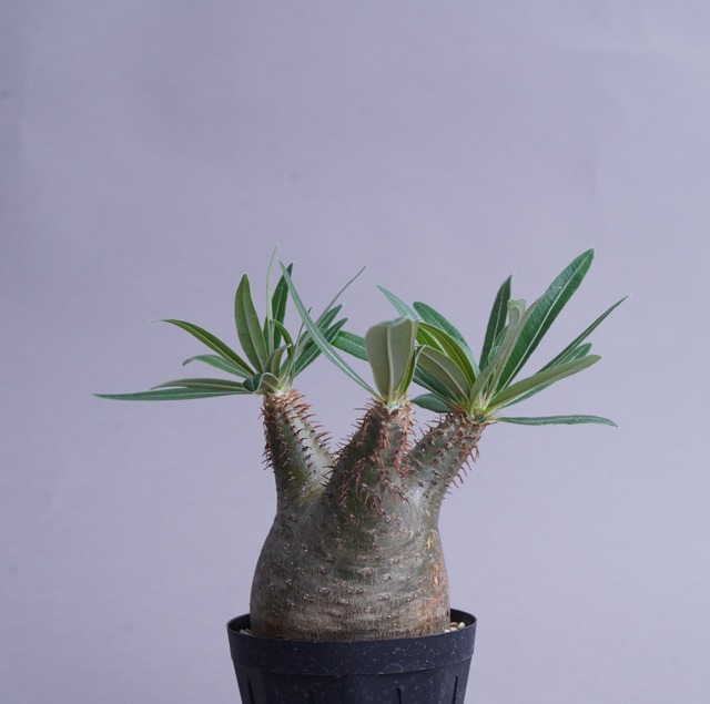 パキポディウム グラキリス no.9〈発根済み〉