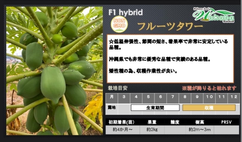 フルーツタワー2本セット」青パパイヤ苗 | wakabaseed