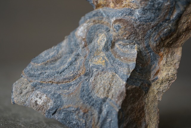 ボリビア ウユニ塩湖産ストロマトライト Stromatolite 1241