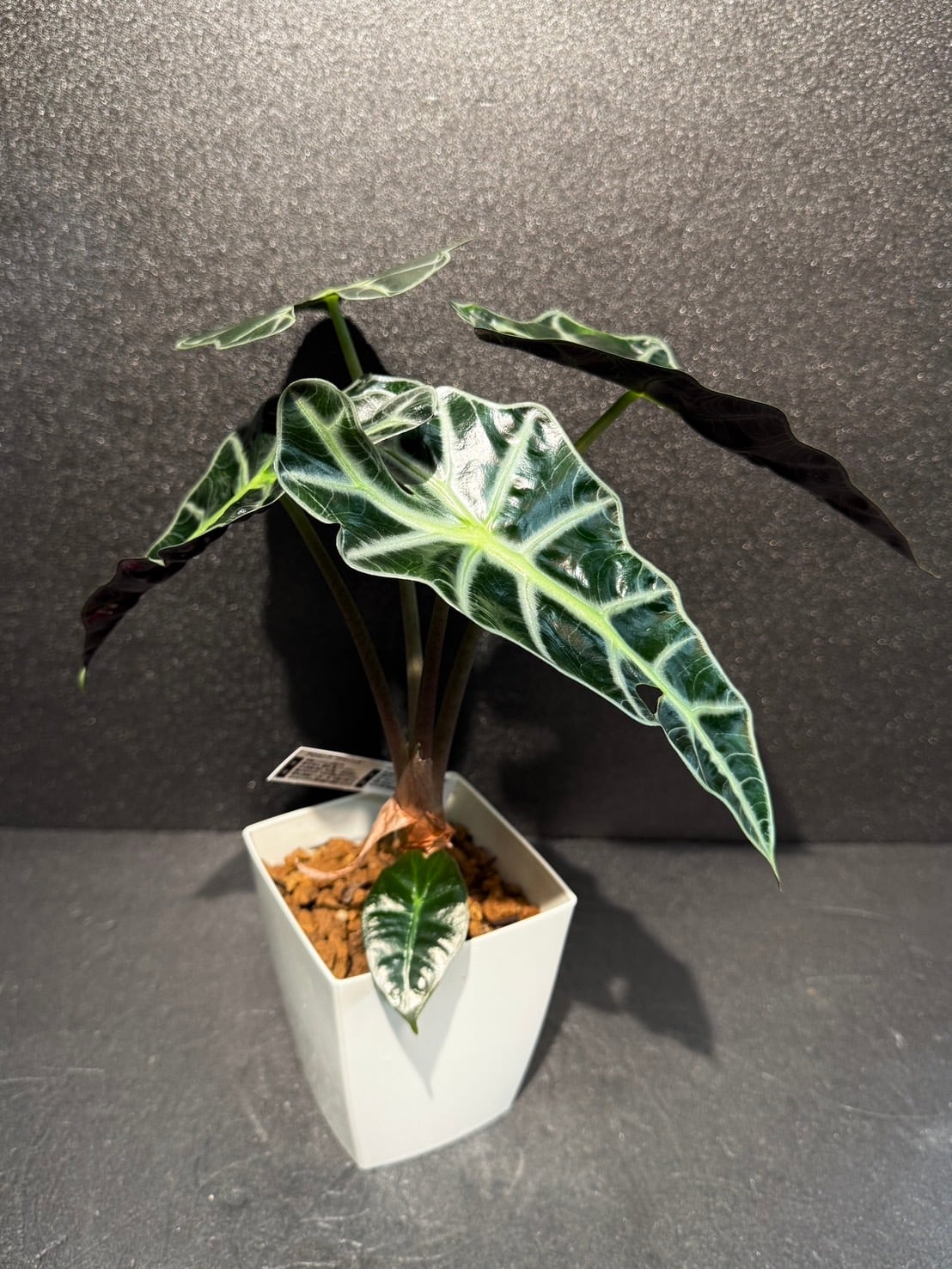 アマゾニカ アロカシア 観葉植物 3.5号 | 観葉植物と雑貨のお店 VIVAGREEN