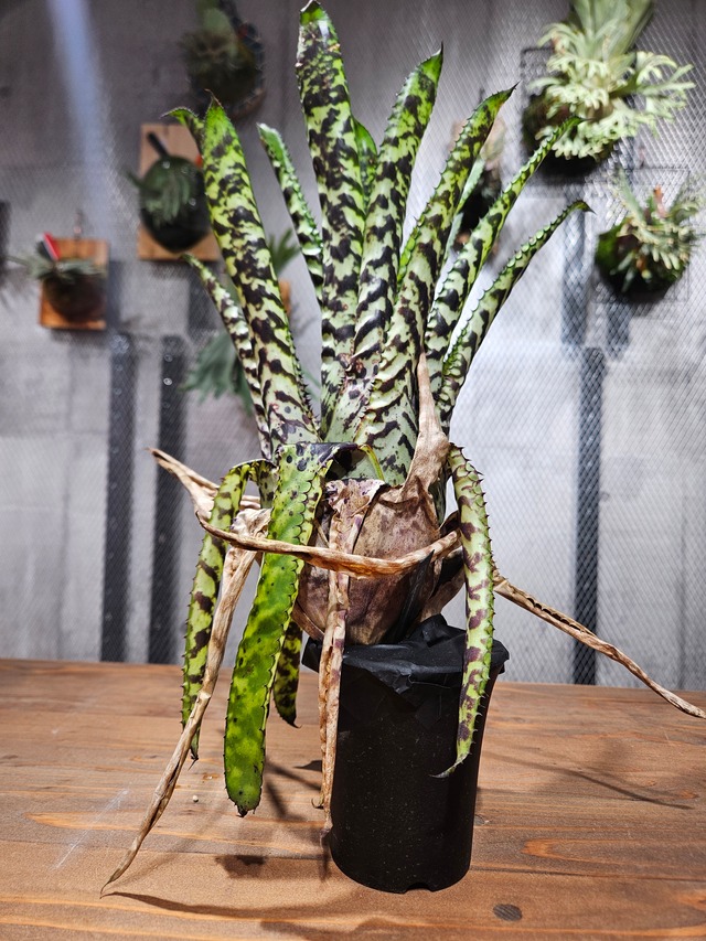 Aechmea. Orlandiana Rainbow × Snowflake【artPLANTs/PLANTS GARAGE】   オーランディアナ/Aechmea