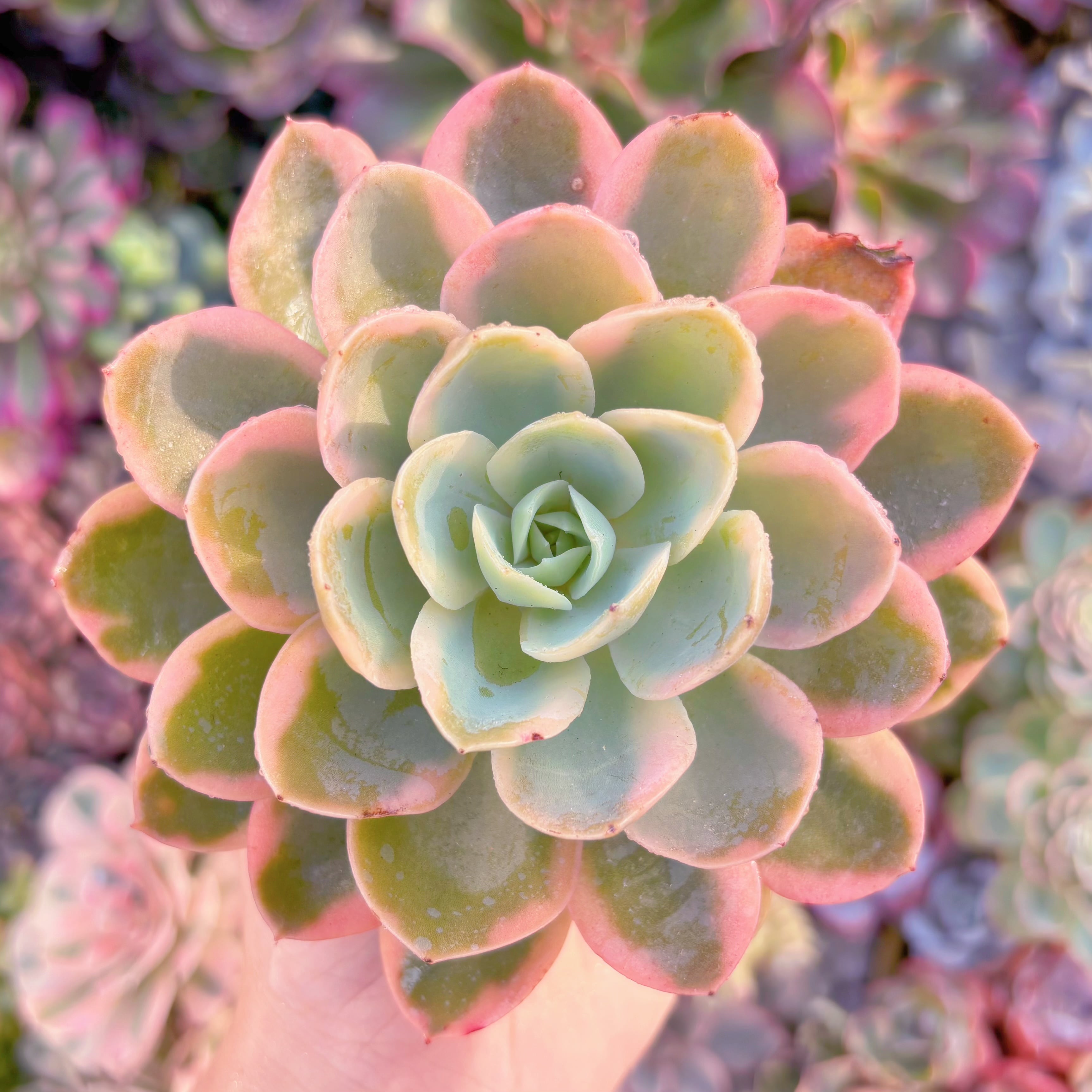 多肉植物　ピンクベラ錦　新入荷　るる農園