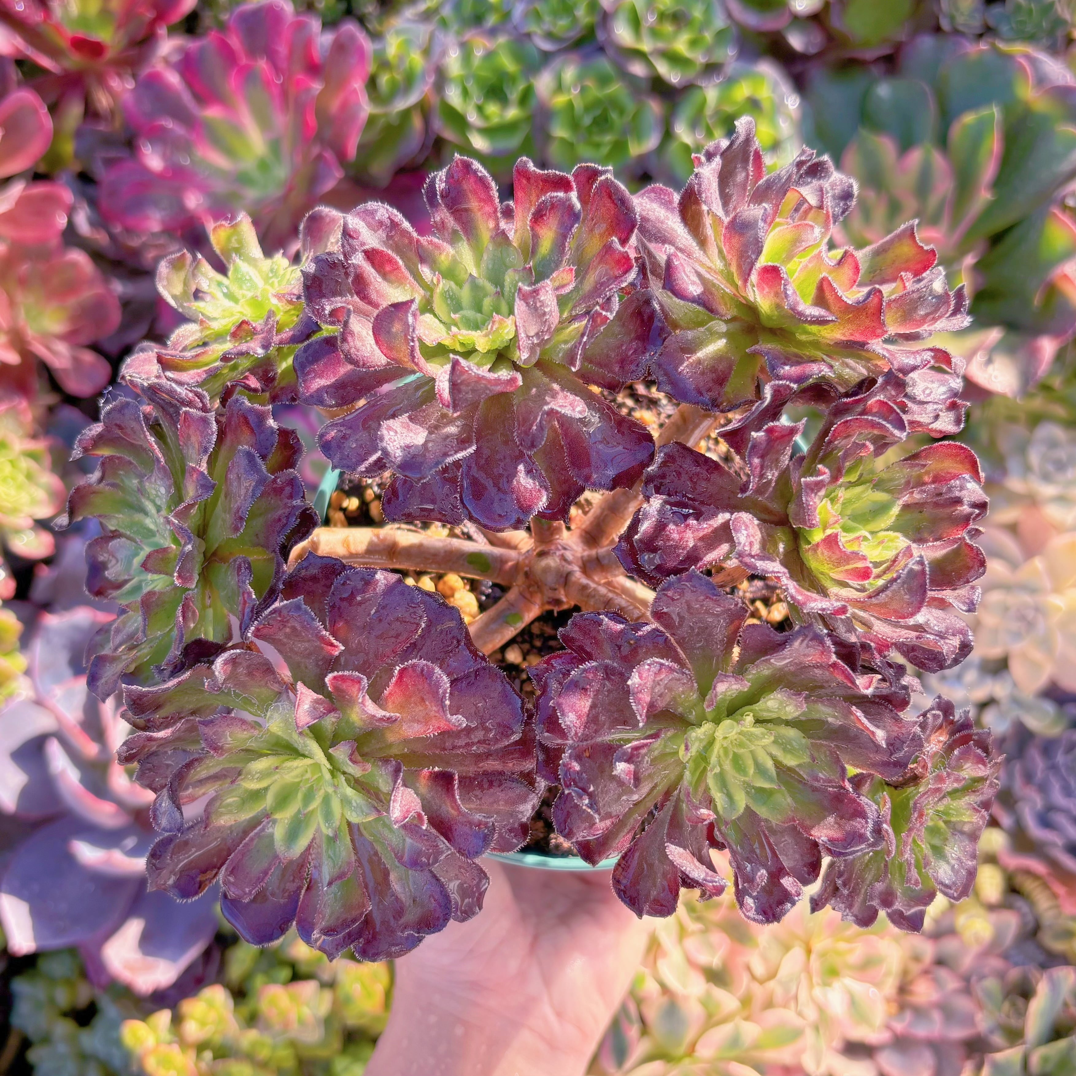 現品　新品種　フェラーリ#M040　特大群生　直径約20cm　るる農園