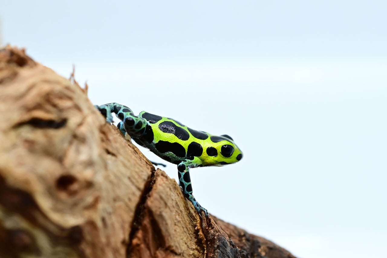 ラニトメヤ・バリアビリス 