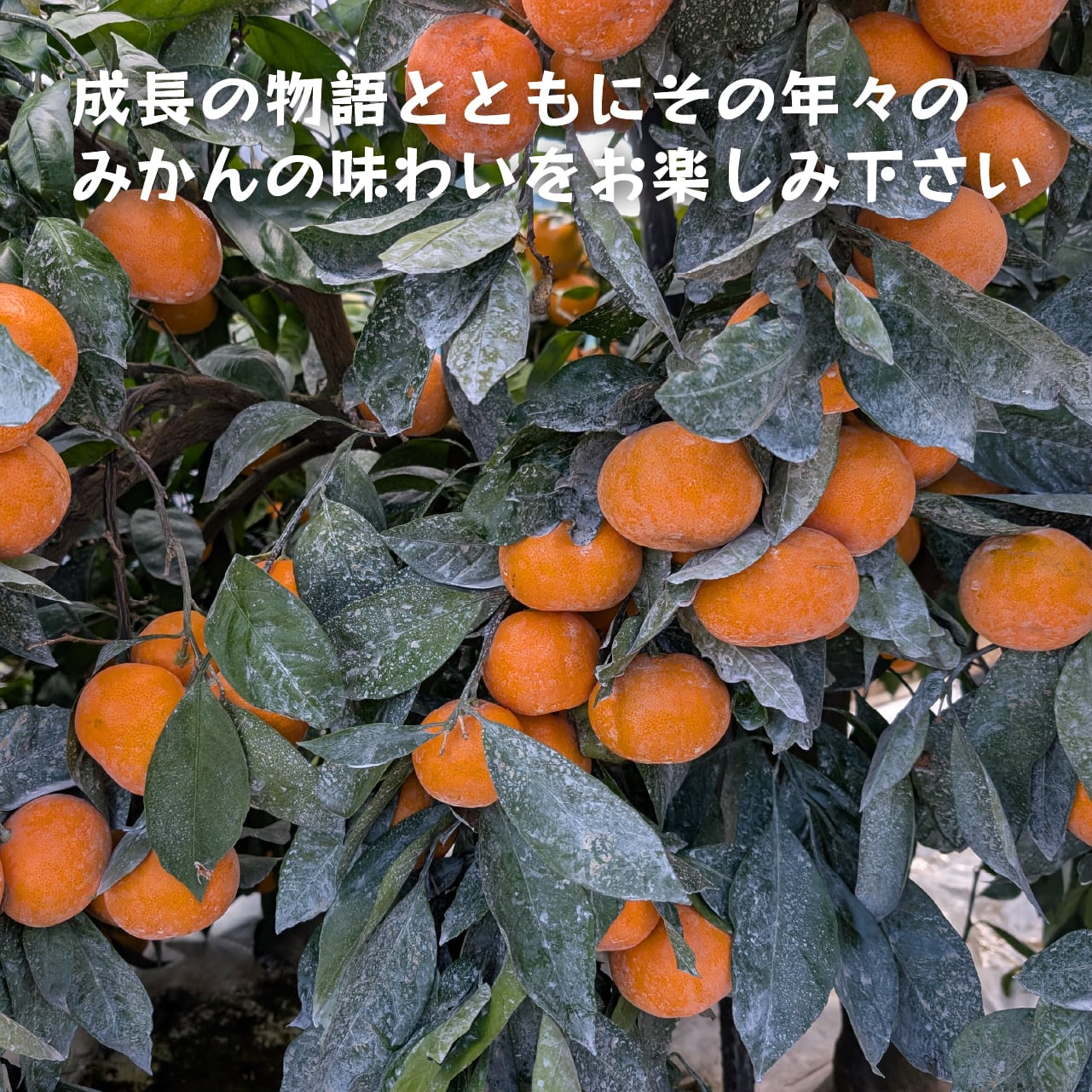 みかんの一生9歳編 5kg(送料無料)｜みかんの木の成長とともに移り行く