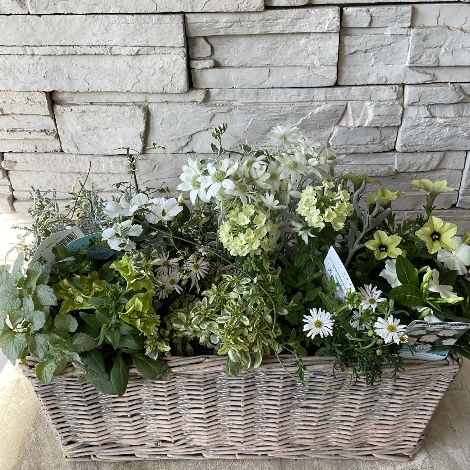 自分で作る作る寄せ植え花苗セット】ピンクグリーンの優しいカラーの