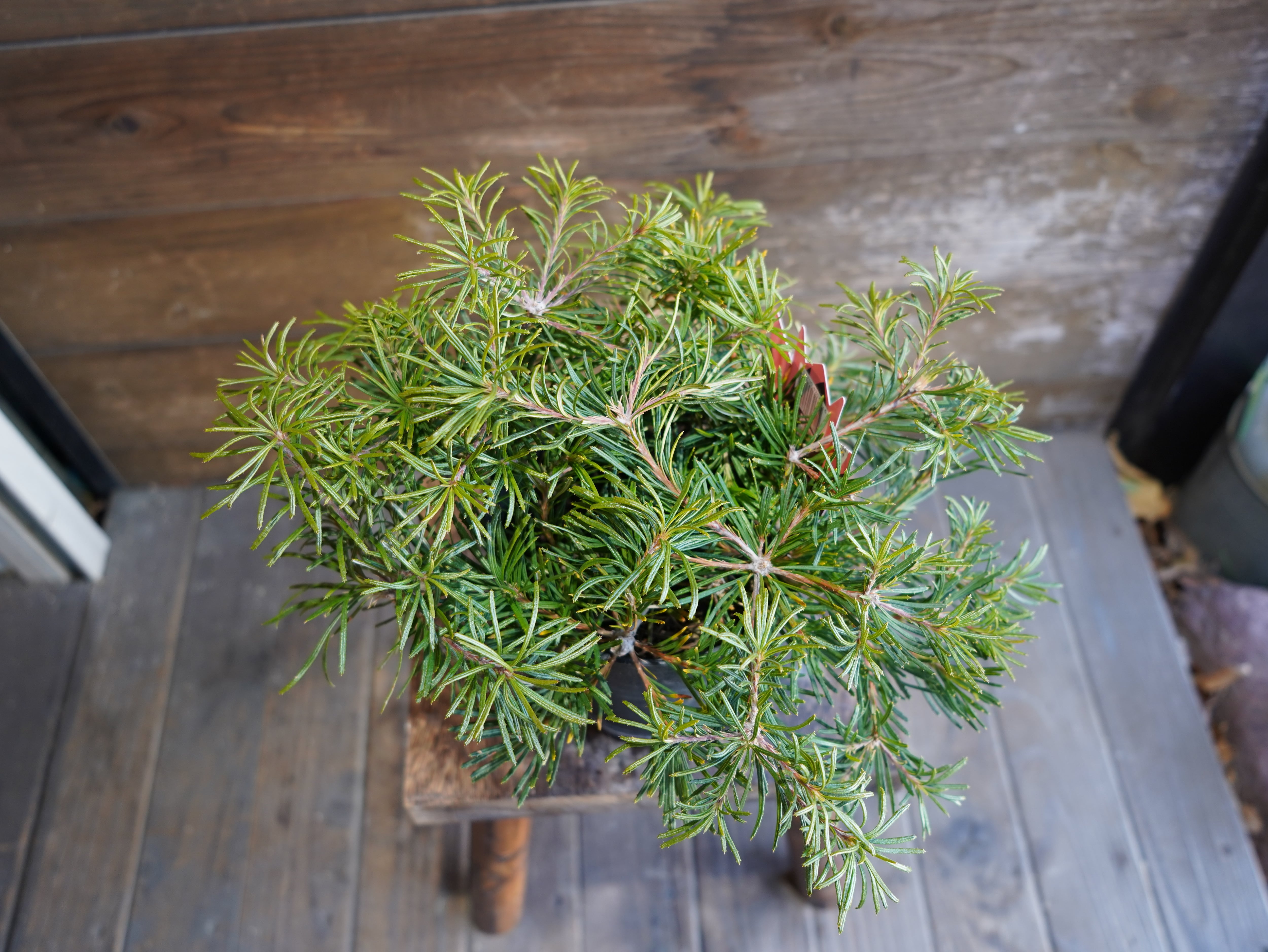 【現物】バンクシア ”バースデーキャンドル” A