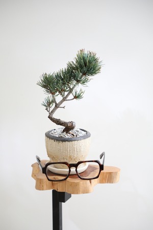 【S】五葉松 盆栽/Japanese white pine bonsai 　※陶器鉢付き