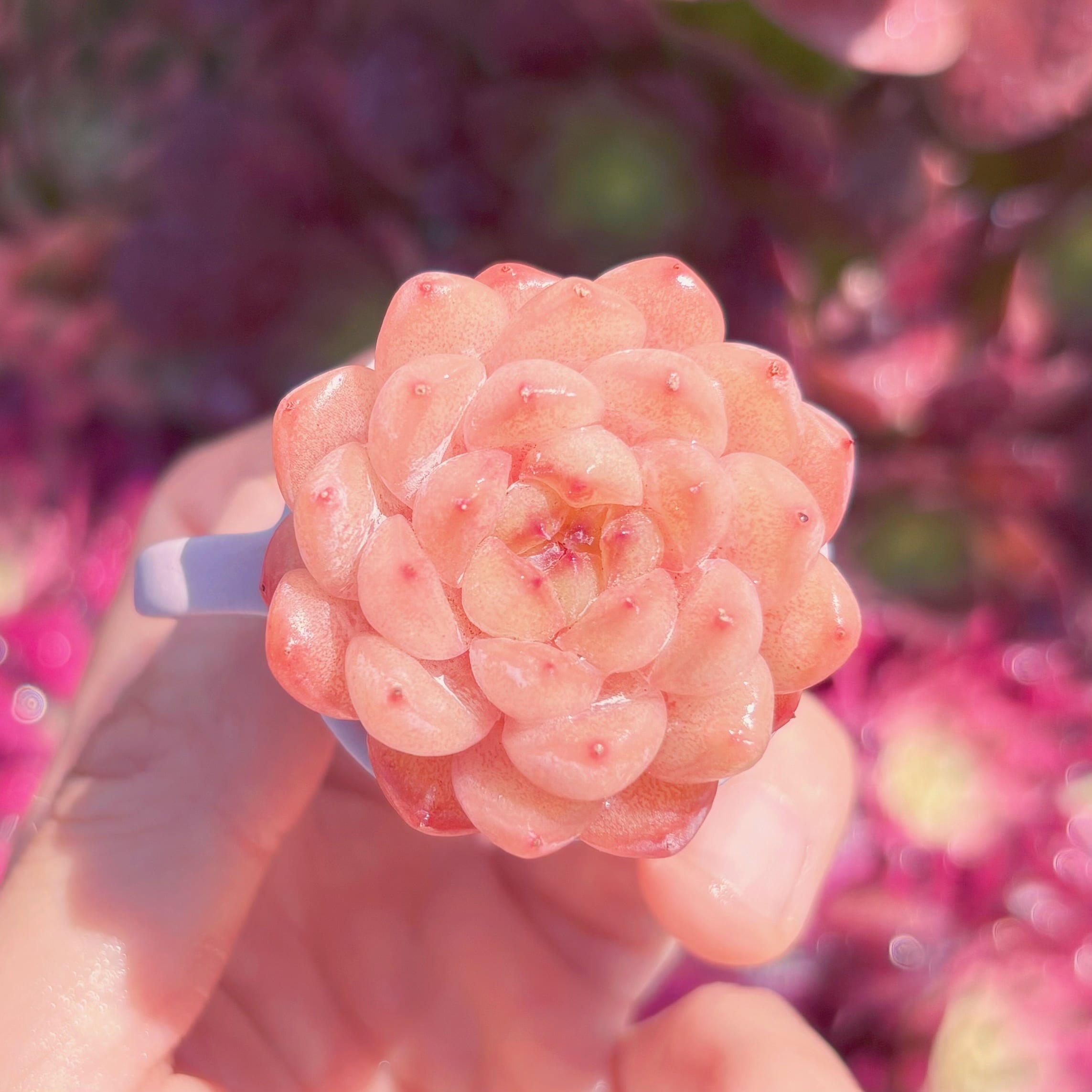 多肉植物　新品種　 ザクロジュエル　新入荷　るる農園